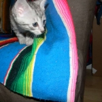 F-6a Savannah silver, female DOB 10/15/15