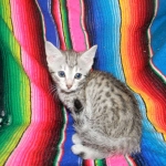 F-6a Savannah silver, female DOB 10/15/15