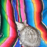 F-6a Savannah silver, female DOB 10/15/15