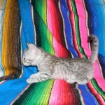 F-6a Savannah silver, female DOB 10/15/15