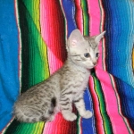 F-6a Savannah silver, female DOB 10/15/15