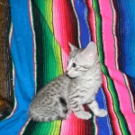 F-6a Savannah silver, female DOB 10/15/15