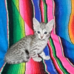 F-6a Savannah silver, female DOB 10/15/15