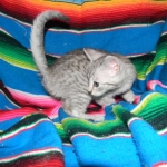 F-6a Savannah silver, female DOB 10/15/15