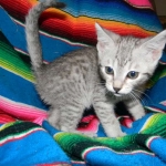 F-6a Savannah silver, female DOB 10/15/15