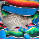 F-6a Savannah silver, female DOB 10/15/15