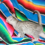 F-6a Savannah silver, female DOB 10/15/15