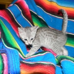 F-6a Savannah silver, female DOB 10/15/15