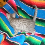 F-6a Savannah silver, female DOB 10/15/15