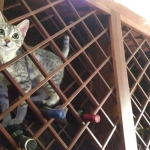 Winnie, F-6A, Savannah, silver, female, DOB 10/15/15