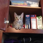 Winnie, F-6A, Savannah, silver, female, DOB 10/15/15