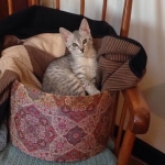 Winnie, F-6A, Savannah, silver, female, DOB 10/15/15