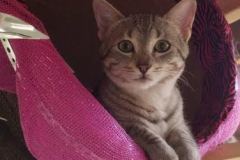 Zeeva Savannah F-6A silver spotted female #2