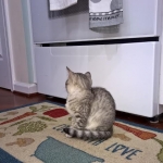 Zeeva, Savannah, F-6, silver female, dob 10-15-15