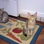 Zeeva, Savannah, F-6, silver female, dob 10-15-15