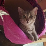 Zeeva, Savannah, F-6, silver female, dob 10-15-15