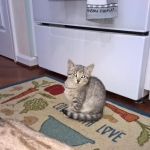 Zeeva, Savannah, F-6, silver female, dob 10-15-15