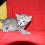 Savannah, F-6, silver female, dob 10-15-15