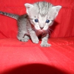 Savannah, F-6, silver female, dob 10-15-15