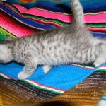 Savannah, F-6, silver female, dob 10-15-15