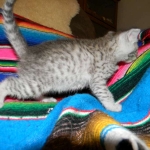 Savannah, F-6, silver female, dob 10-15-15