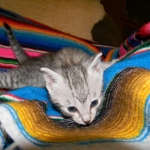 Savannah, F-6, silver female, dob 10-15-15