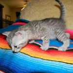 Savannah, F-6, silver female, dob 10-15-15