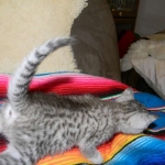 Savannah, F-6, silver female, dob 10-15-15