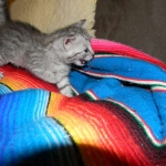 Savannah, F-6, silver female, dob 10-15-15