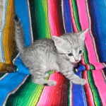 Savannah, F-6, silver female, dob 10-15-15