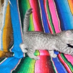 Savannah, F-6, silver female, dob 10-15-15