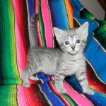 Savannah, F-6, silver female, dob 10-15-15