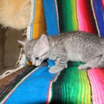 Savannah, F-6, silver female, dob 10-15-15