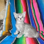 Savannah, F-6, silver female, dob 10-15-15