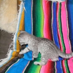 Savannah, F-6, silver female, dob 10-15-15