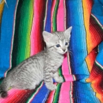 Savannah, F-6, silver female, dob 10-15-15