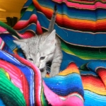 Savannah, F-6, silver female, dob 10-15-15