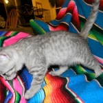 Savannah, F-6, silver female, dob 10-15-15