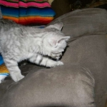 Savannah, F-6, silver female, dob 10-15-15