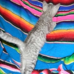 Savannah, F-6, silver female, dob 10-15-15