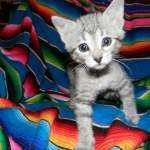 Zeeva, Savannah, F-6, silver female, dob 10-15-15