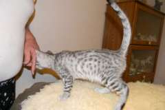 Zakai Savannah F-6a Silver Spotted Male DOB 10-15-15