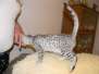 Zakai Savannah F-6a Silver Spotted Male DOB 10-15-15