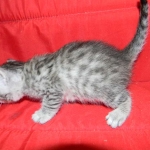 Savannah, silver spotted, F-6A, Male, DOB 10-15-15