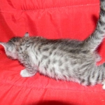 Savannah, silver spotted, F-6A, Male, DOB 10-15-15