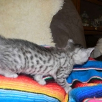 Savannah, silver spotted, F-6A, Male, DOB 10-15-15