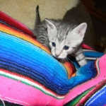 Savannah, silver spotted, F-6A, Male, DOB 10-15-15