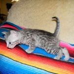 Savannah, silver spotted, F-6A, Male, DOB 10-15-15