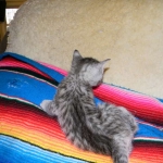 Savannah, silver spotted, F-6A, Male, DOB 10-15-15