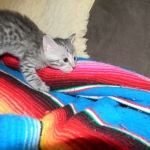 Savannah, silver spotted, F-6A, Male, DOB 10-15-15